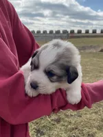 Chiller, a male Great Pyrenees for sale in Hubbard, IA – Photo 2 of 10