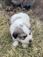 Chiller, a male Great Pyrenees for sale in Hubbard, IA – Photo 9 of 10