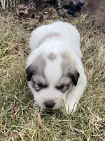 Chiller, a male Great Pyrenees for sale in Hubbard, IA – Photo 8 of 10