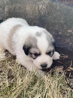 Chiller, a male Great Pyrenees for sale in Hubbard, IA – Photo 7 of 10