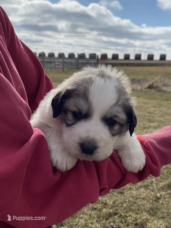Chiller – Great Pyrenees puppy for sale in Hubbard, IA