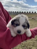 Chiller, a male Great Pyrenees for sale in Hubbard, IA – Photo 3 of 10