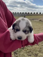 Chiller, a male Great Pyrenees for sale in Hubbard, IA – Photo 5 of 10