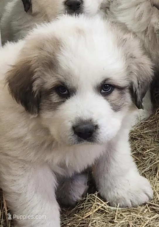 Dapper – Great Pyrenees puppy for sale in Hubbard, IA