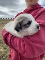 Dapper, a male Great Pyrenees for sale in Hubbard, IA – Photo 5 of 8