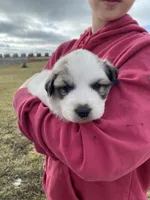 Dapper, a male Great Pyrenees for sale in Hubbard, IA – Photo 8 of 8