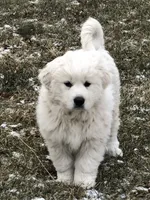 processed/0ff59a48-0713-4b6f-9946-2a8e1d2faa68/listing/6ea69283-de42-4d0d-95ae-20f3153d334c/57f86eca-5ede-46dc-8805-3947155e17a0