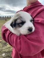 Dapper, a male Great Pyrenees for sale in Hubbard, IA – Photo 7 of 8