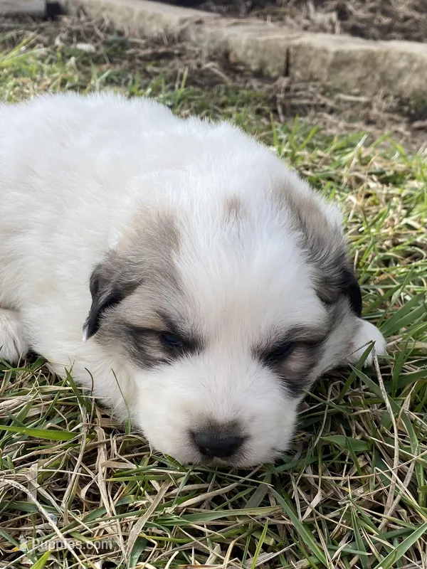 Dapper – Great Pyrenees puppy for sale in Hubbard, IA