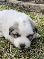 Dapper, a male Great Pyrenees for sale in Hubbard, IA – Photo 2 of 8