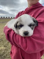 Dapper, a male Great Pyrenees for sale in Hubbard, IA – Photo 6 of 8