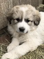 processed/0ff59a48-0713-4b6f-9946-2a8e1d2faa68/listing/6ea69283-de42-4d0d-95ae-20f3153d334c/8c6505e9-ed2c-4993-afb2-c2c22e9c0e91