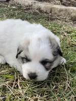 Dapper, a male Great Pyrenees for sale in Hubbard, IA – Photo 1 of 8