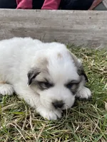 Dapper, a male Great Pyrenees for sale in Hubbard, IA – Photo 3 of 8