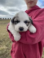 Dapper, a male Great Pyrenees for sale in Hubbard, IA – Photo 4 of 8
