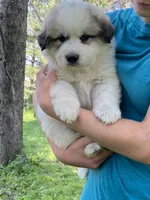 processed/0ff59a48-0713-4b6f-9946-2a8e1d2faa68/listing/6ea69283-de42-4d0d-95ae-20f3153d334c/fd8a279c-b31a-4e8c-a3e7-6e7d99ca7f82