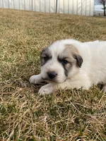 Pistachio, a male Great Pyrenees for sale in Hubbard, IA – Photo 6 of 8