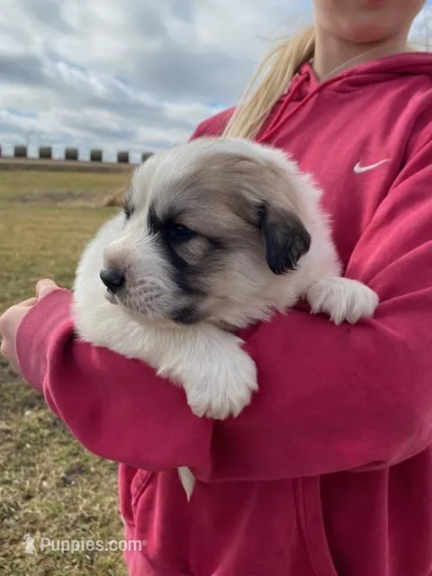Pistachio – Great Pyrenees puppy for sale in Hubbard, IA