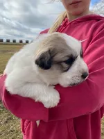 Pistachio, a male Great Pyrenees for sale in Hubbard, IA – Photo 1 of 8