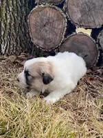 Pistachio, a male Great Pyrenees for sale in Hubbard, IA – Photo 5 of 8