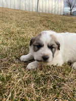 Pistachio, a male Great Pyrenees for sale in Hubbard, IA – Photo 7 of 8