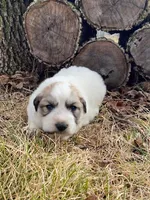 Pistachio, a male Great Pyrenees for sale in Hubbard, IA – Photo 4 of 8