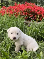 processed/0ff59a48-0713-4b6f-9946-2a8e1d2faa68/listing/73b65b68-9ac2-46da-9497-b4ee79d2559d/88cdbee5-4570-442c-bf11-4c67b84a150b