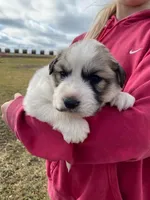 Pistachio, a male Great Pyrenees for sale in Hubbard, IA – Photo 3 of 8