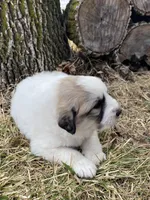 Stripe, a male Great Pyrenees for sale in Hubbard, IA – Photo 8 of 9