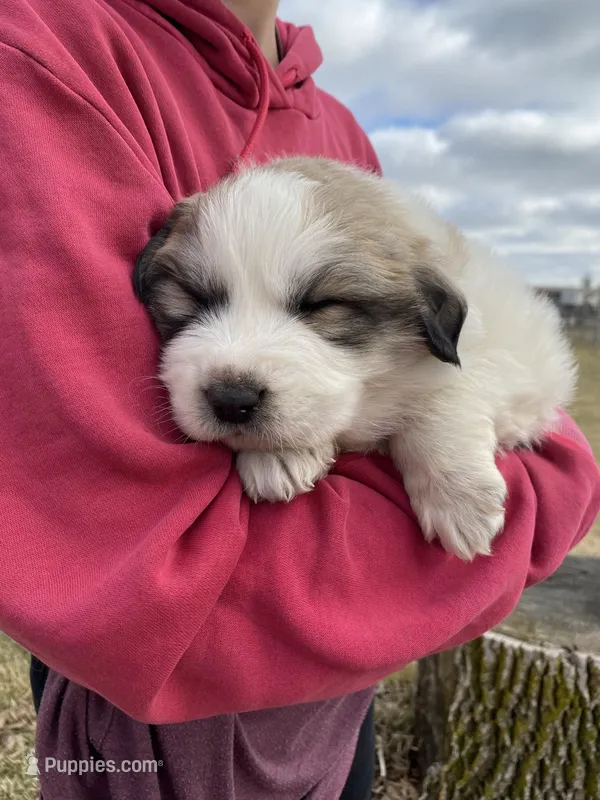 Stripe – Great Pyrenees puppy for sale in Hubbard, IA