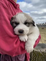 Stripe, a male Great Pyrenees for sale in Hubbard, IA – Photo 2 of 9