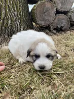 Stripe, a male Great Pyrenees for sale in Hubbard, IA – Photo 7 of 9