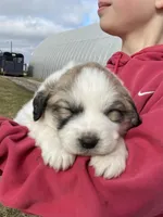 Stripe, a male Great Pyrenees for sale in Hubbard, IA – Photo 3 of 9