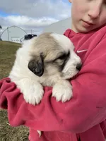 Stripe, a male Great Pyrenees for sale in Hubbard, IA – Photo 5 of 9