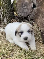 Stripe, a male Great Pyrenees for sale in Hubbard, IA – Photo 6 of 9