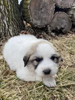 Stripe, a male Great Pyrenees for sale in Hubbard, IA – Photo 9 of 9