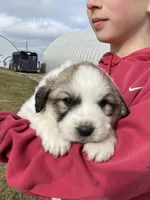 Stripe, a male Great Pyrenees for sale in Hubbard, IA – Photo 4 of 9