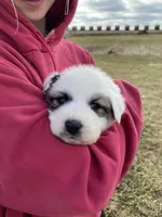 Daisy, a female Great Pyrenees for sale in Hubbard, IA – Photo 9 of 9