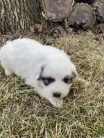 Daisy, a female Great Pyrenees for sale in Hubbard, IA – Photo 8 of 9