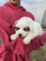 Daisy, a female Great Pyrenees for sale in Hubbard, IA – Photo 6 of 9
