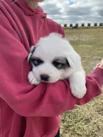 Daisy, a female Great Pyrenees for sale in Hubbard, IA – Photo 4 of 9