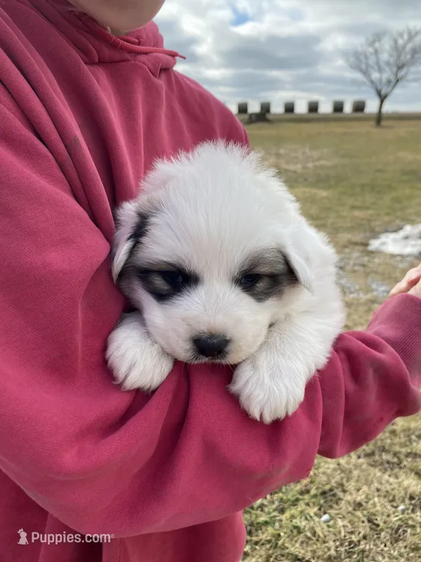 Daisy – Great Pyrenees puppy for sale in Hubbard, IA