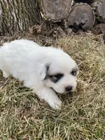 Daisy, a female Great Pyrenees for sale in Hubbard, IA – Photo 7 of 9