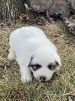 Daisy, a female Great Pyrenees for sale in Hubbard, IA – Photo 2 of 9