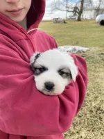 Daisy, a female Great Pyrenees for sale in Hubbard, IA – Photo 5 of 9