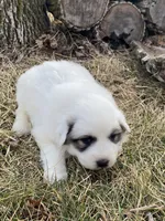 Daisy, a female Great Pyrenees for sale in Hubbard, IA – Photo 1 of 9
