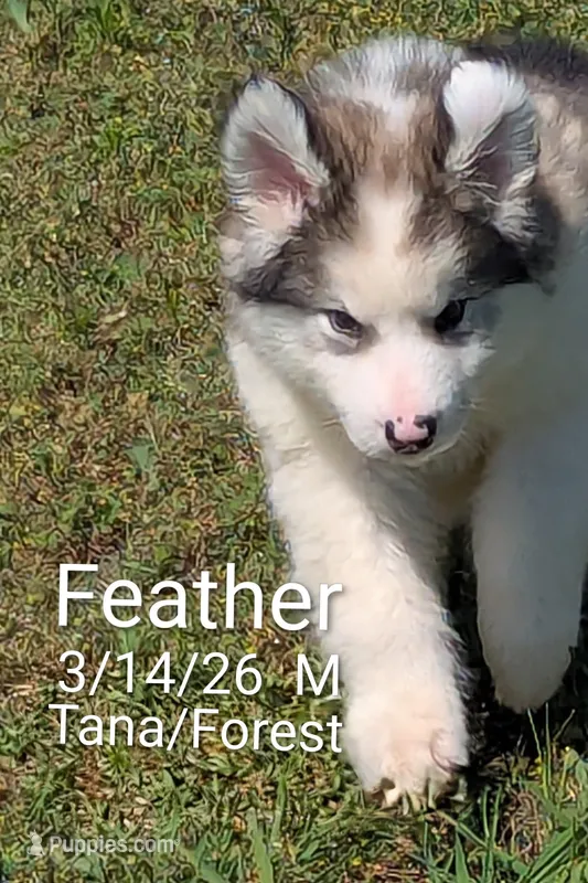 Feather, a male Alaskan Malamute for sale in Stillwater, OK – 1 of 8