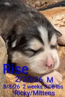 Rise, a male Alaskan Malamute for sale in Stillwater, OK – Photo 9 of 10