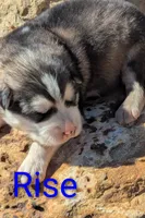 Rise, a male Alaskan Malamute for sale in Stillwater, OK – Photo 6 of 10