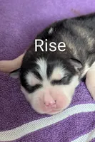 Rise, a male Alaskan Malamute for sale in Stillwater, OK – Photo 1 of 10